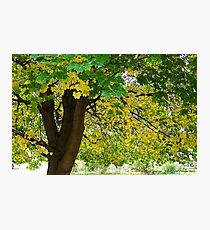 Yellow Autumn Photographic Print
