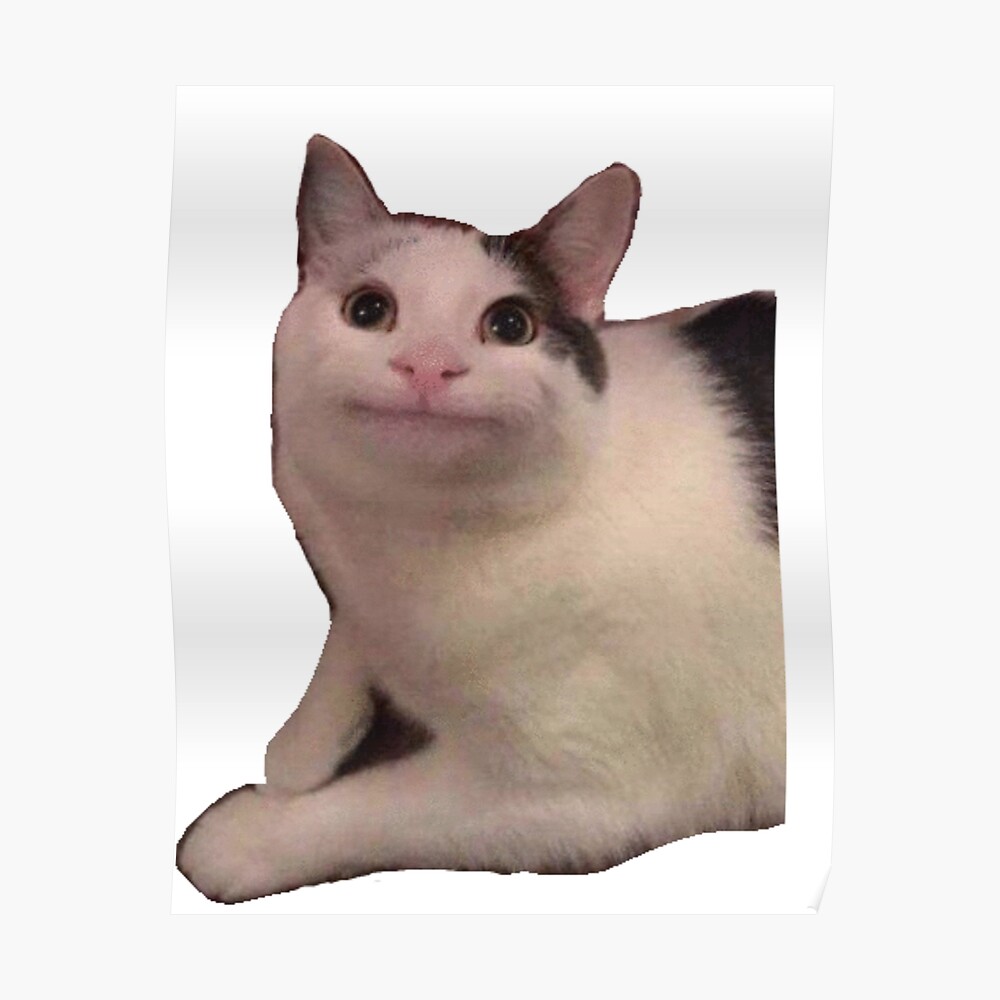 Polite Cat Png