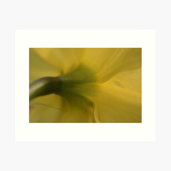 Backside of a Daffodil  Art Print