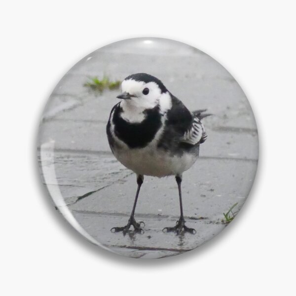 Item preview, Pied Wagtail designed and sold by MidnightHoots.