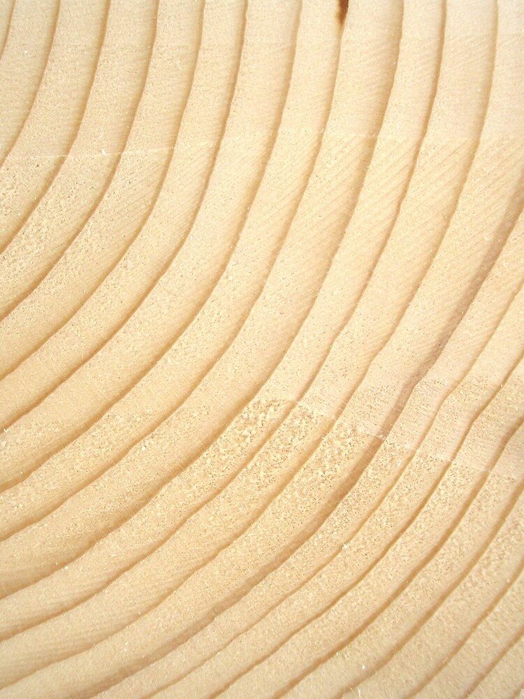 Thumbnail 4 of 4, Graphic T-Shirt, Tree Rings designed and sold by generalkrull.