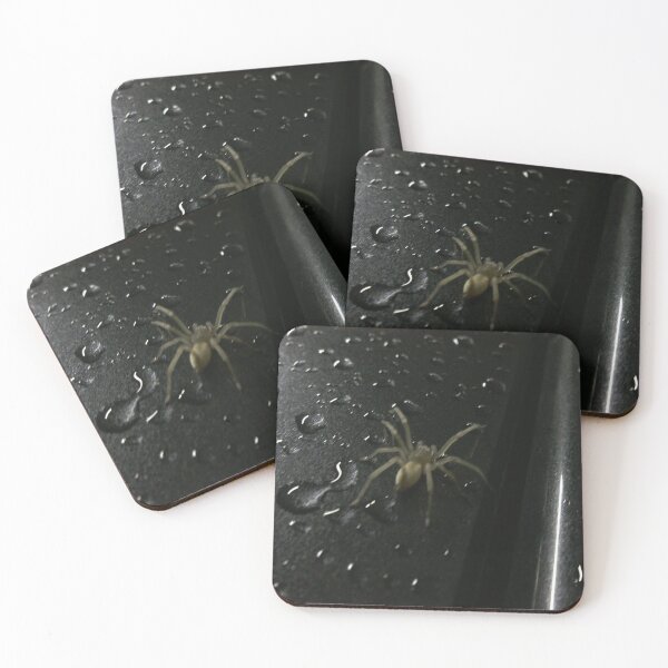 Item preview, Spider on wet car designed and sold by walterfest.