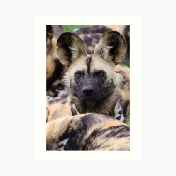 Painted Dog Art Print