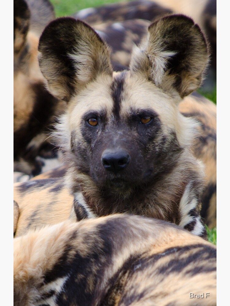 Painted Dog by bfra
