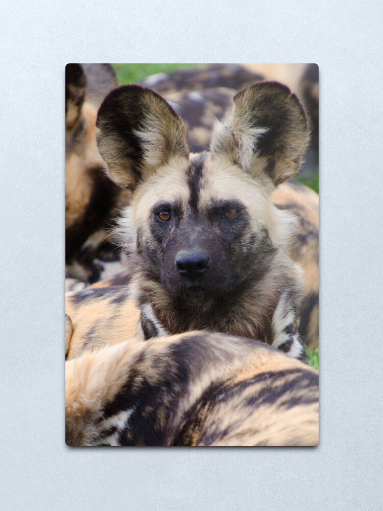 Alternate view of Painted Dog Metal Print