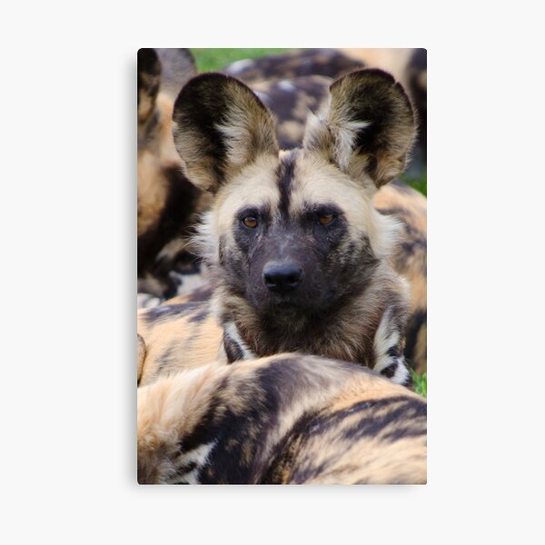 Painted Dog Canvas Print