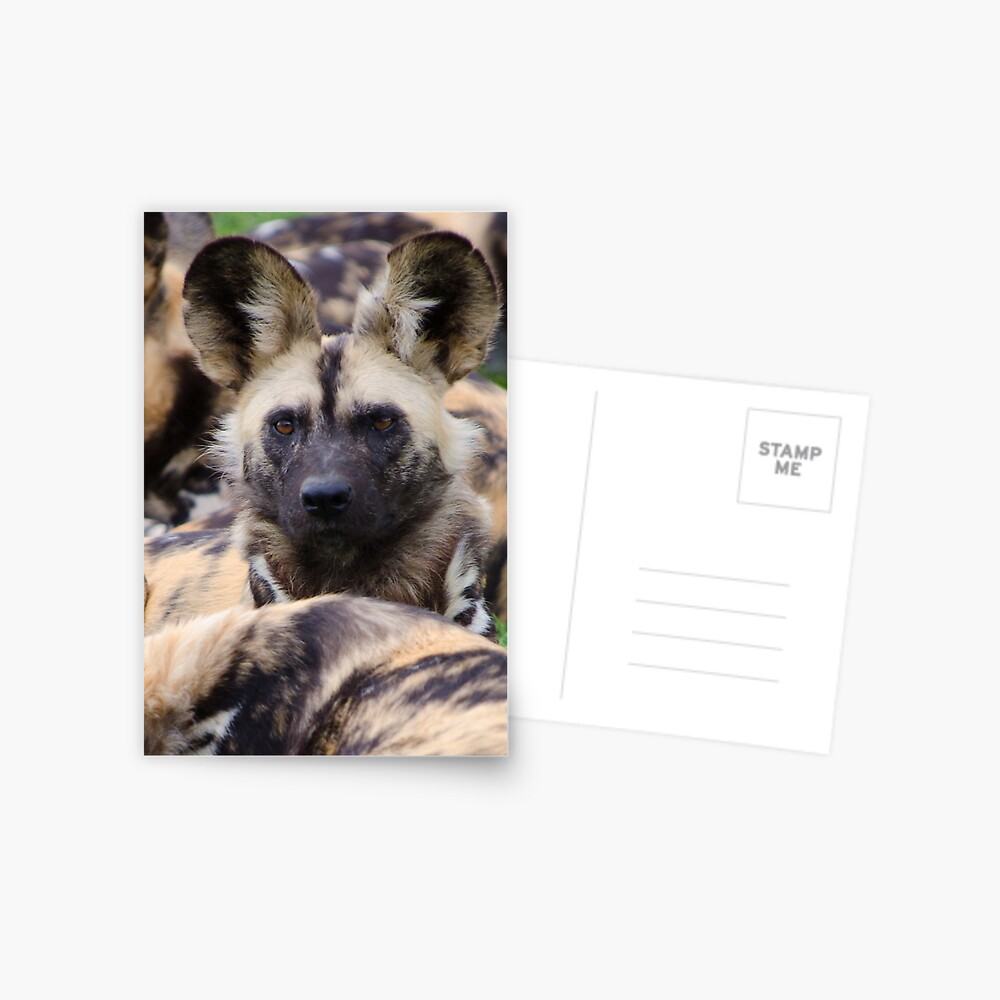 Painted Dog Postcard
