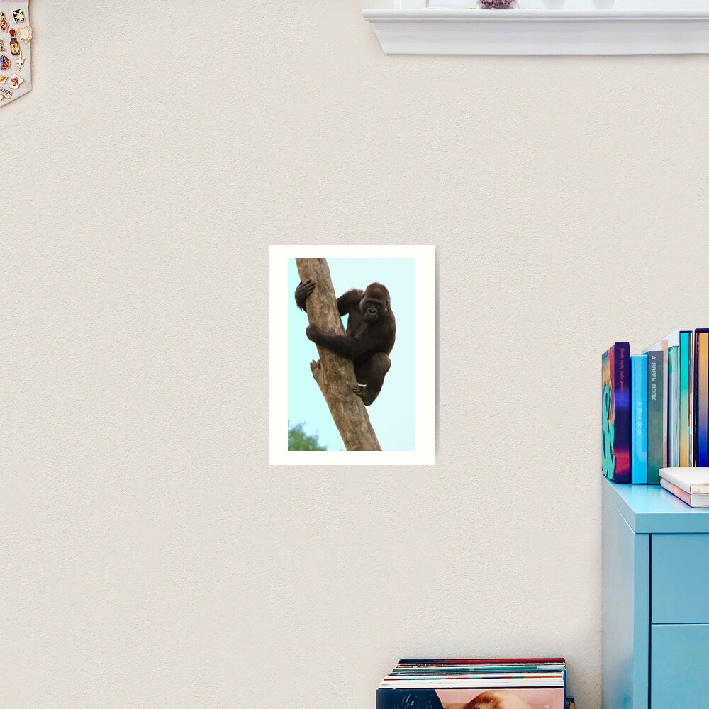 Surveying his new territory Art Print