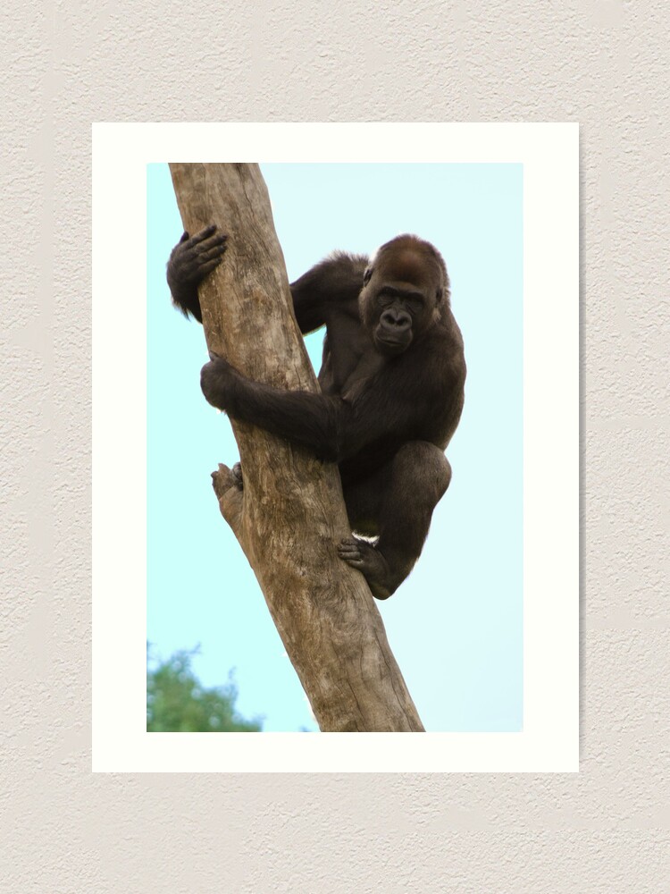 Alternate view of Surveying his new territory Art Print