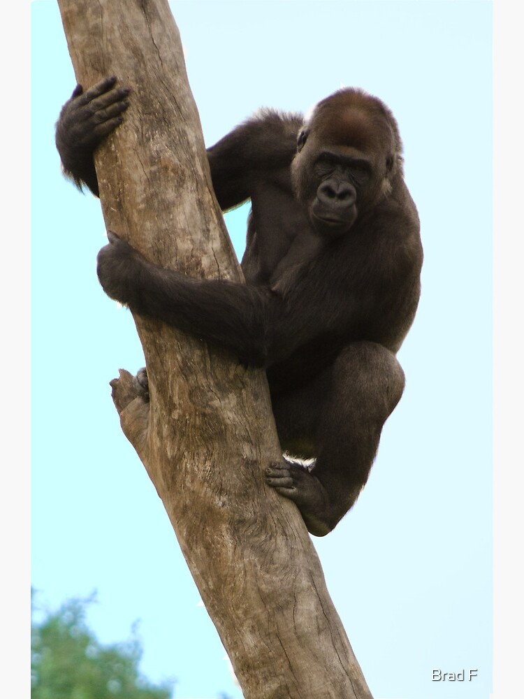 Surveying his new territory by bfra
