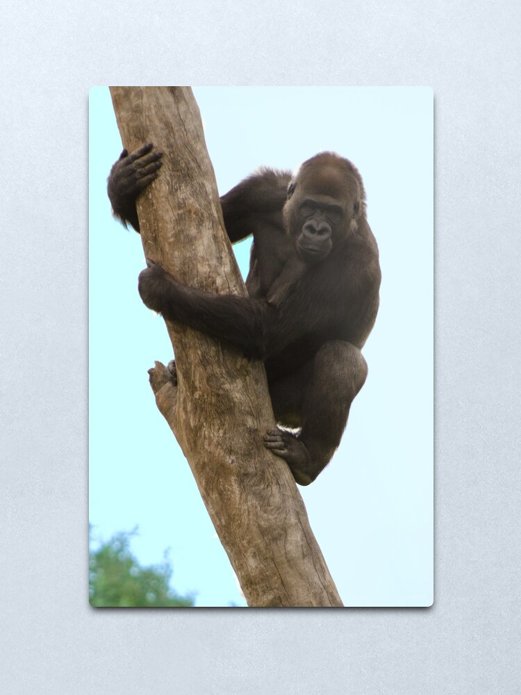 Alternate view of Surveying his new territory Metal Print