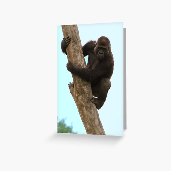 Surveying his new territory Greeting Card