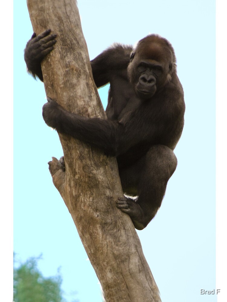 Gorilla iPhone case by bfra