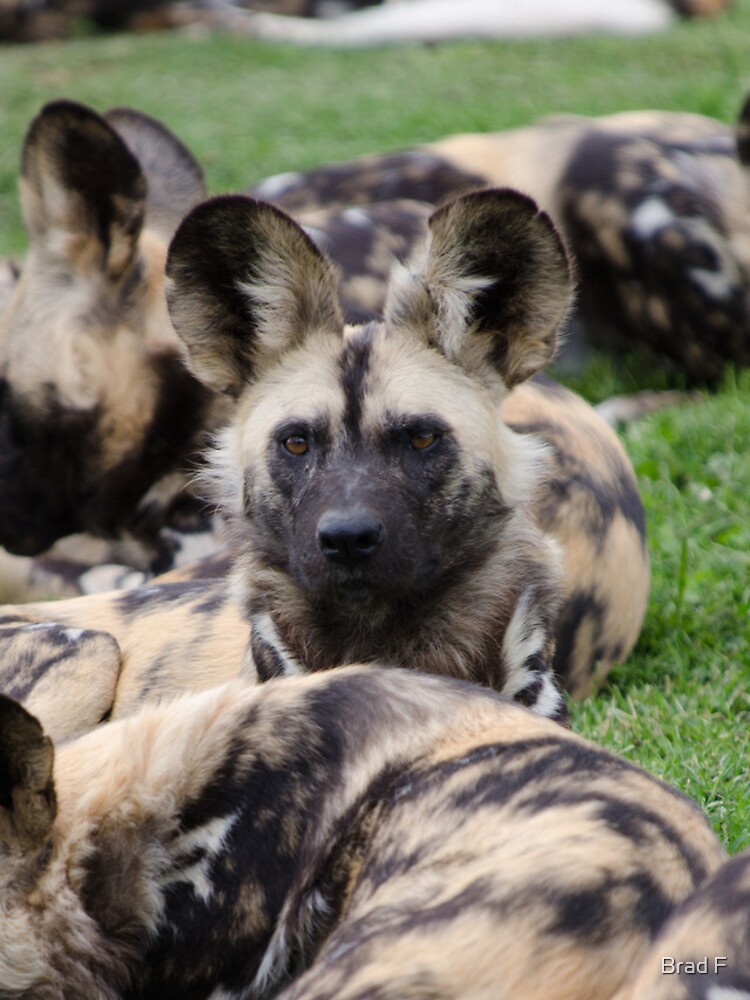 African Painted Dog iPhone case by bfra