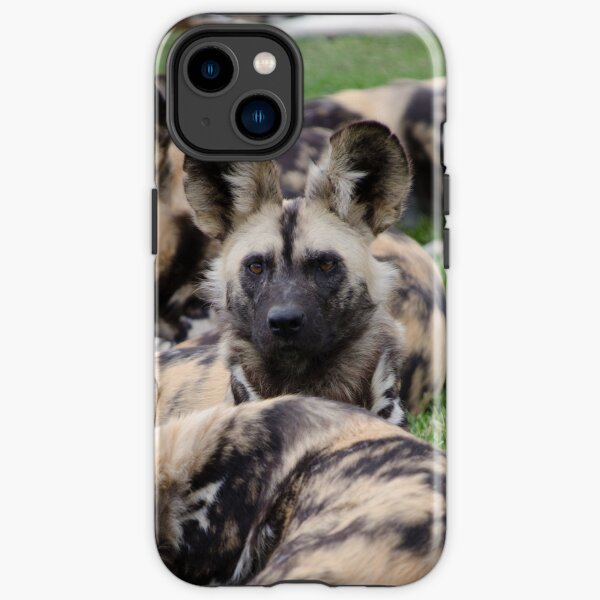African Painted Dog iPhone case iPhone Tough Case