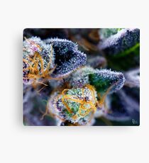 Untitled Canvas Print