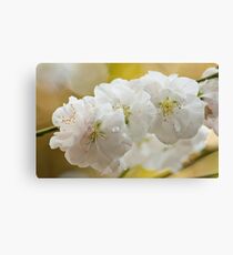 White Blossoms Canvas Print