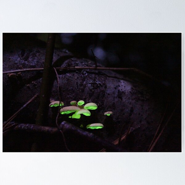 Item preview, Glowing Mushrooms designed and sold by Kevin Sebold.