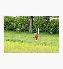 The Grass is Always Greener Photographic Print
