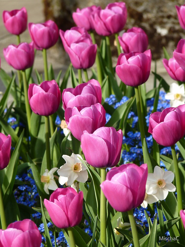 "pink tulips, & narcissus Butchart Gardens" by MischaC