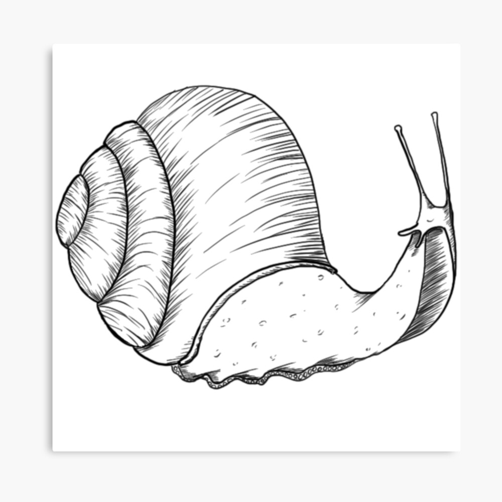 Snail Drawing - How To Draw A Snail Step By Step