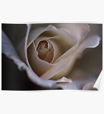 Pale rose Poster