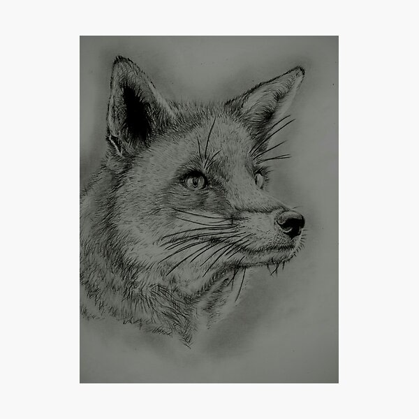 4,700+ Fox Face Drawing Stock Illustrations, Royalty-Free Vector Graphics &  Clip Art - iStock