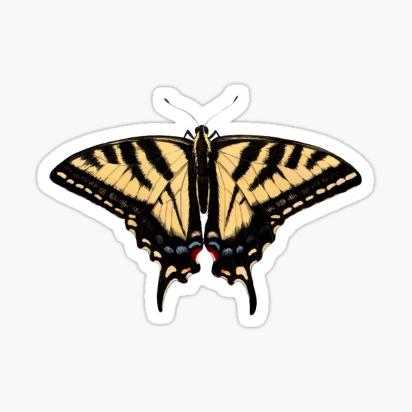 Artikel-Vorschau von Westlicher Tigerschwalbenschwanz (Papilio rutulus), designt und verkauft von JadaFitch.