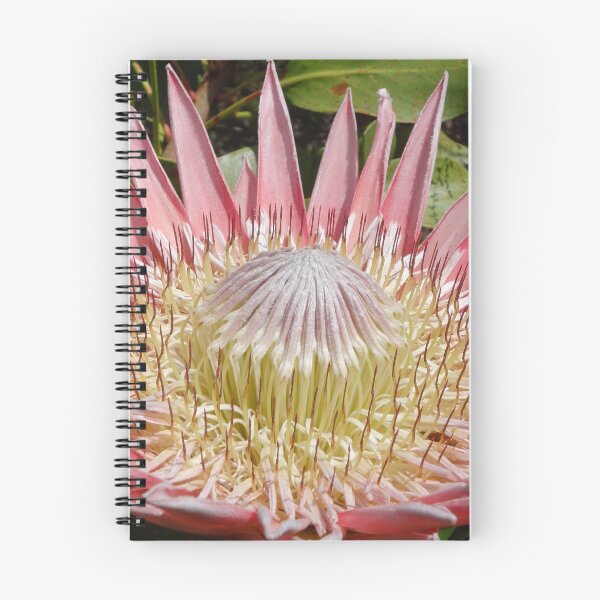 Item preview, African king protea flowering designed and sold by NJH110.