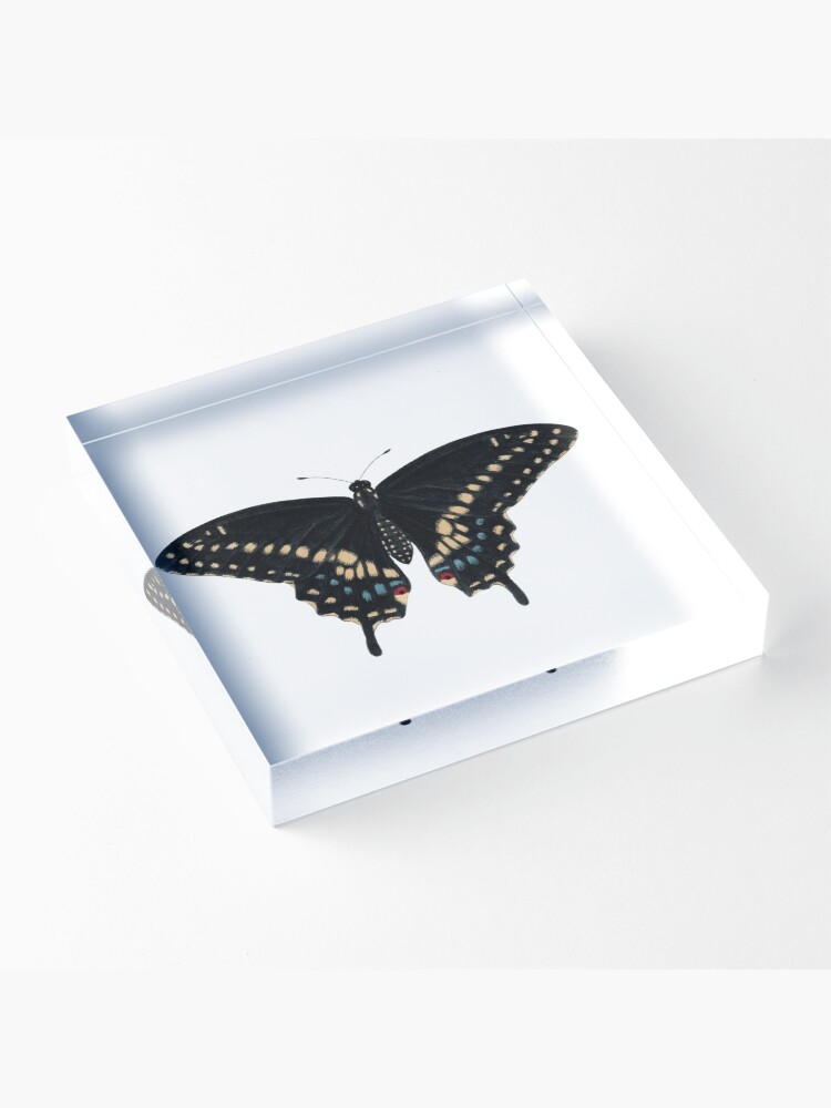 Alternate view of Black Swallowtail (Papilio polyxenes) Acrylic Block