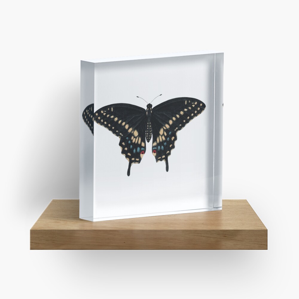 Black Swallowtail (Papilio polyxenes) Acrylic Block