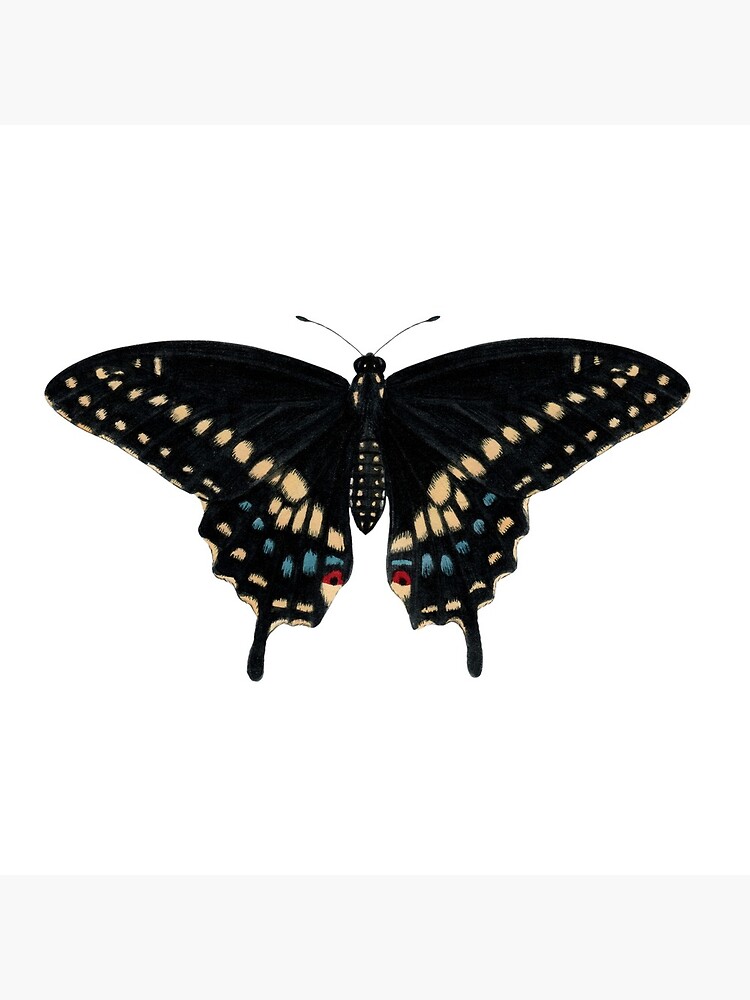 Black Swallowtail (Papilio polyxenes) by JadaFitch