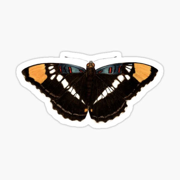 Item preview, California Sister (Adelpha californica) designed and sold by JadaFitch.