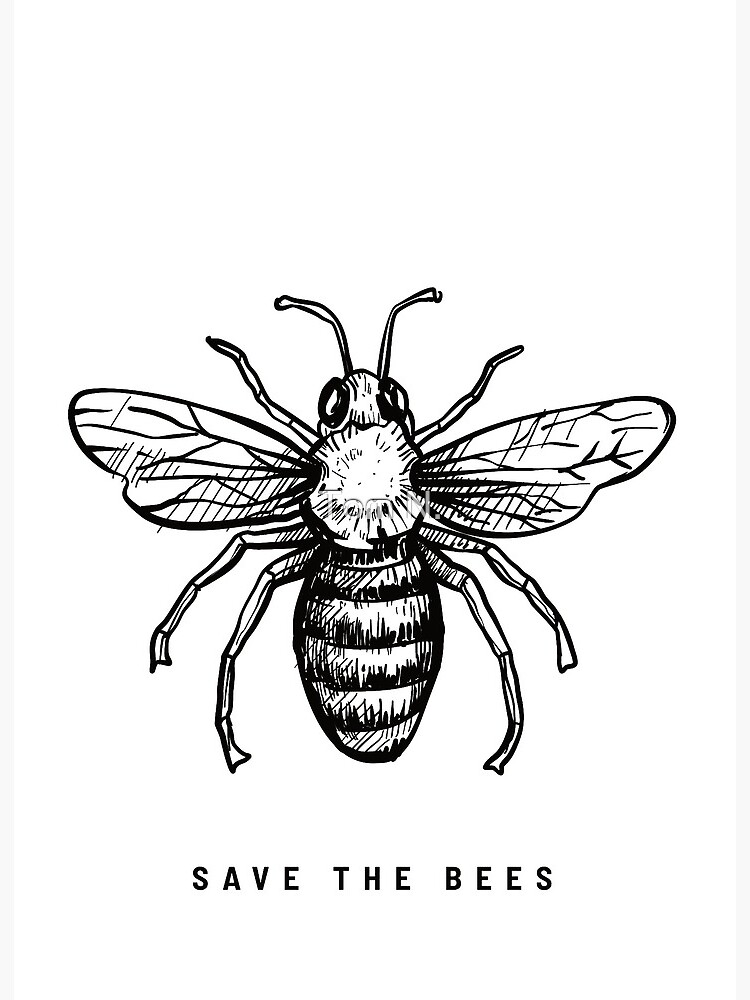 Bumblebee Pencil drawing