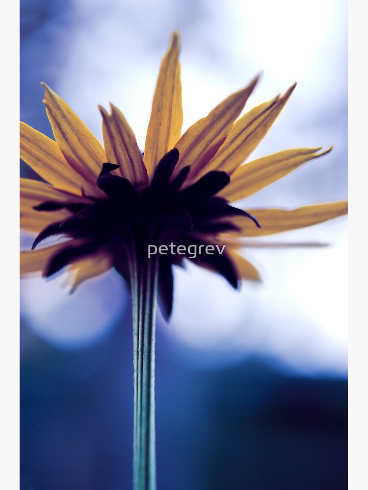 Day 130 - 17th November 2011 by petegrev