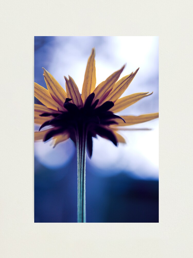 Alternate view of Day 130 - 17th November 2011 Photographic Print