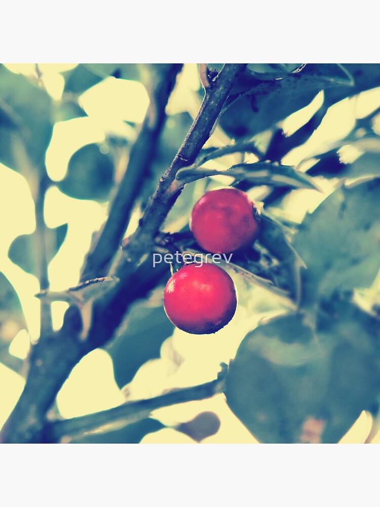 Day 132 - 19th November 2011 by petegrev