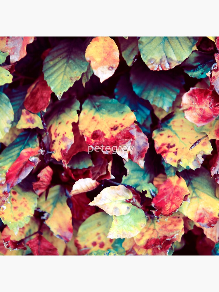Day 133 - 20th November 2011 by petegrev