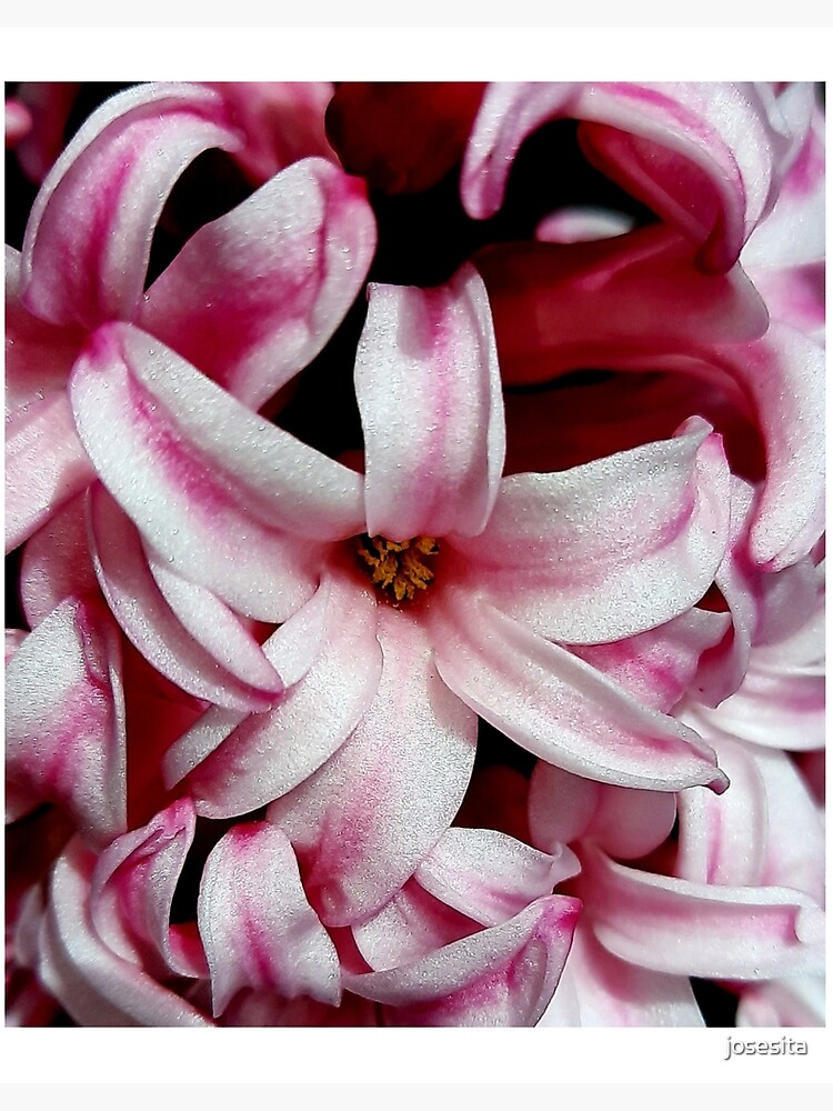 Hyacinthus Flower Flor Del Jacinto Amante Del Dios Apolo Art Board Print By Josesita Redbubble