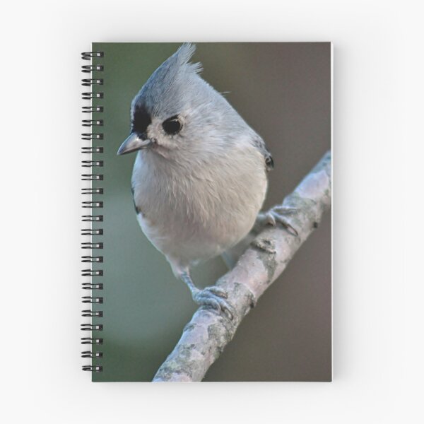 Item preview, Tufted titmouse close up designed and sold by Linda Crockett.