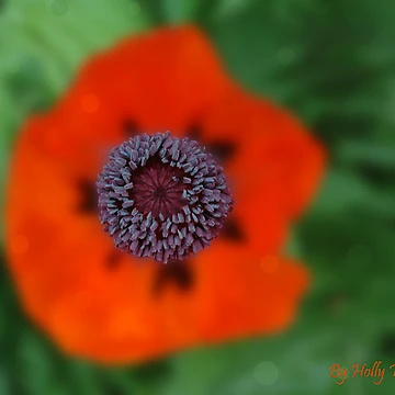 Artwork thumbnail, Poppy Center by Holly Werner
