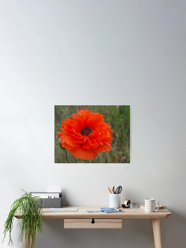 Thumbnail 2 of 3, Poster, Poppy Delight designed and sold by Holly Werner.