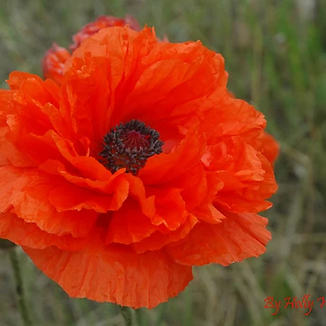 Artwork thumbnail, Poppy Delight by Holly Werner