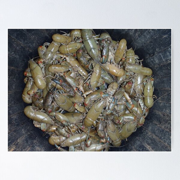 Item preview, Yabbies for lunch designed and sold by BigAndRed.