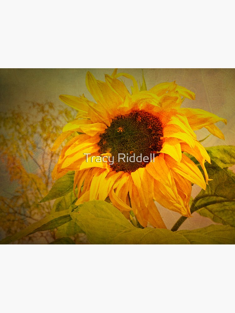Autumn Sunflower and Bee by taos