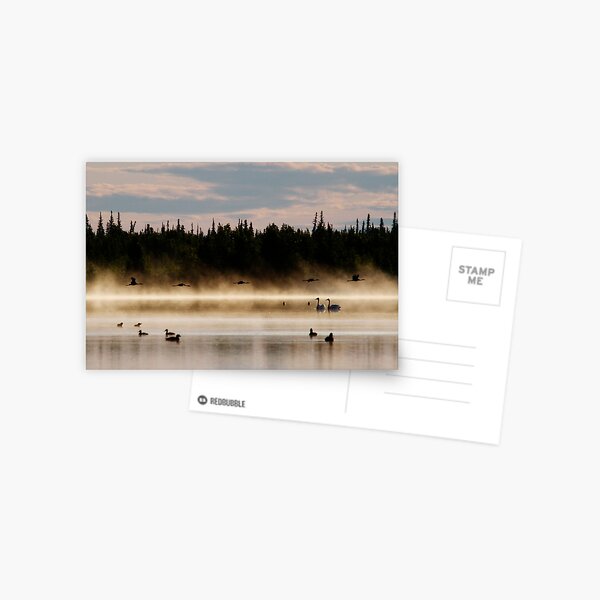 Birds in Paradise Postcard