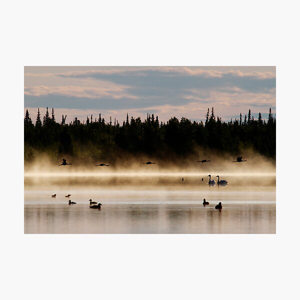 Birds in Paradise Photographic Print