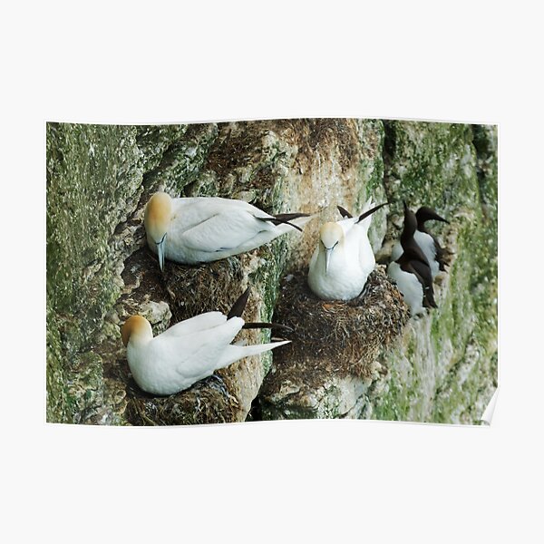 NESTING Poster