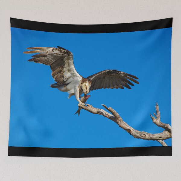 Item preview, An Osprey, Wings Out, Eating Its Fish designed and sold by Jason Gilbert.