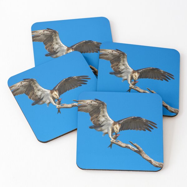 Item preview, An Osprey, Wings Out, Eating Its Fish designed and sold by Jason Gilbert.